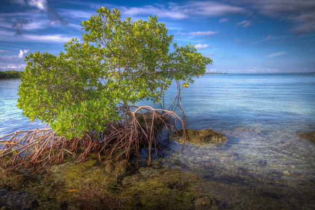 Обои картинки фото природа, побережье, океан, куст