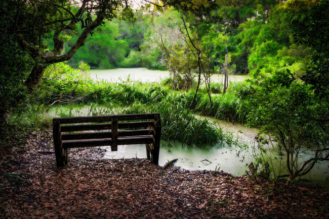 Обои картинки фото природа, реки, озера, лес, озеро, скамейка