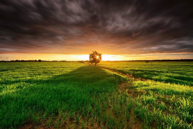 Обои картинки фото природа, восходы, закаты, поле, рассвет