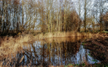 Картинка природа реки озера река лес