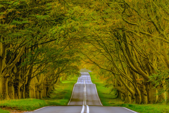 Обои картинки фото природа, дороги, аллея, шоссе