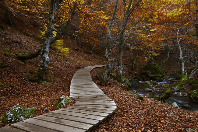 Обои картинки фото природа, дороги, настил, лес