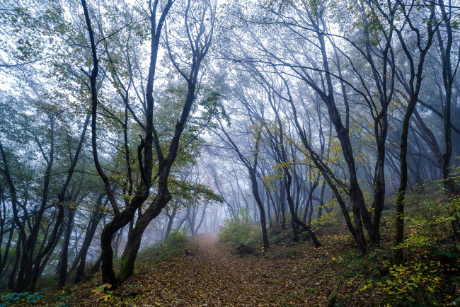 Обои картинки фото природа, дороги, тропинка, лес