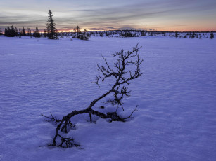 Картинка природа зима деревья снег