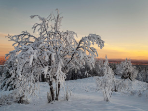 Картинка природа зима деревья снег