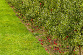 Картинка природа плоды ветки листья яблоки