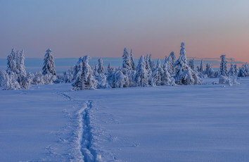 Картинка природа зима деревья снег
