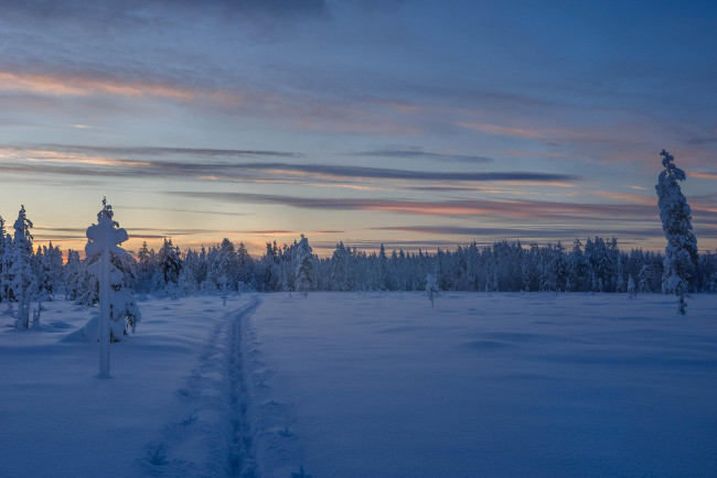 Обои картинки фото природа, зима, снег, деревья