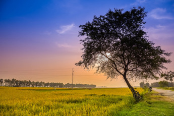 Картинка природа деревья простор