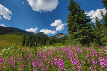 Картинка природа луга простор