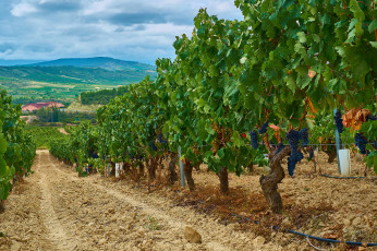 Картинка природа Ягоды +виноград простор