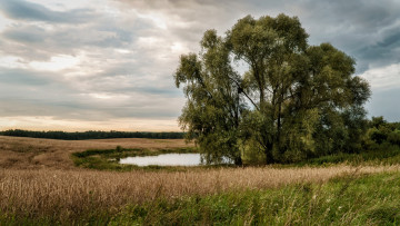 Картинка природа деревья простор