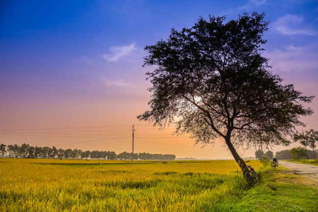 Обои картинки фото природа, деревья, простор