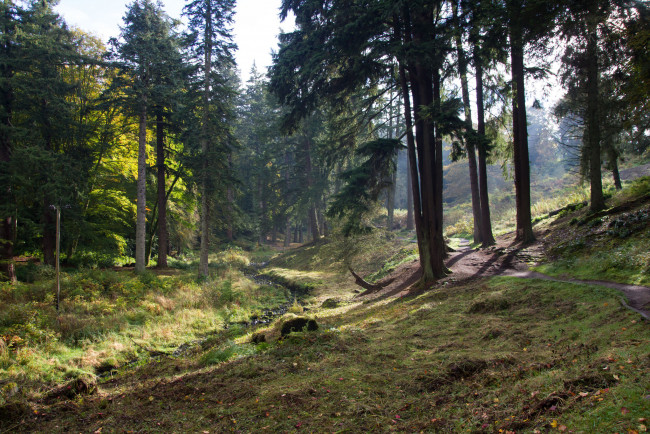 Обои картинки фото природа, лес, простор