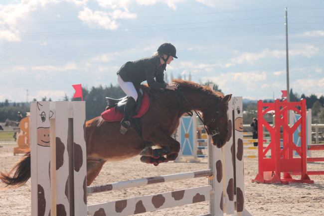 Обои картинки фото спорт, конный спорт, лошадь, фон, взгляд, девушка