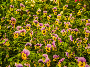 Картинка цветы анютины+глазки+ садовые+фиалки много