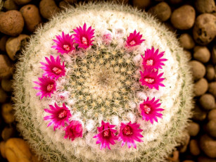 обоя цветы, кактусы, колючки