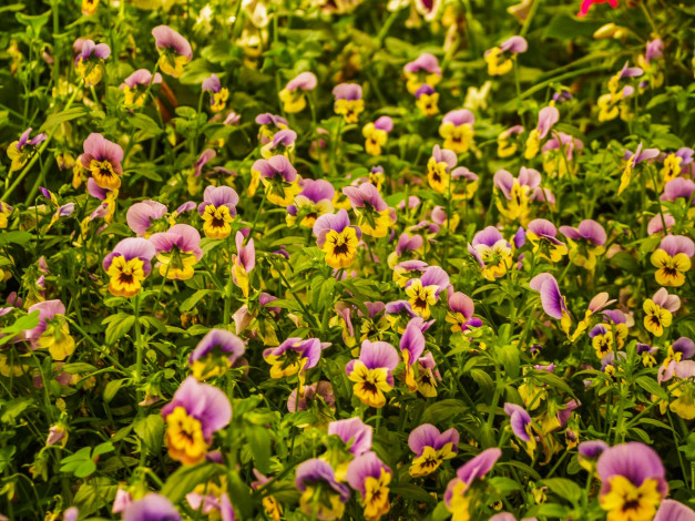 Обои картинки фото цветы, анютины глазки , садовые фиалки, много