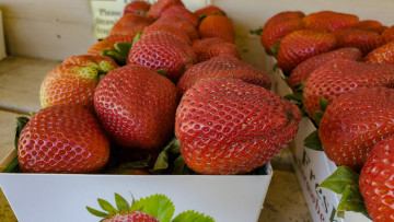 Картинка еда клубника +земляника ягоды крупная спелая