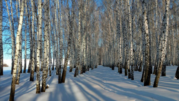 Картинка природа зима березы снег