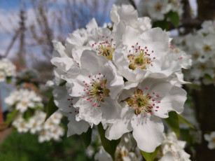Картинка цветы цветущие+деревья+ +кустарники груша