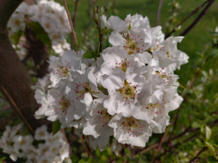 Картинка цветы цветущие+деревья+ +кустарники груша