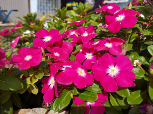 Картинка цветы катарантусы катарантус