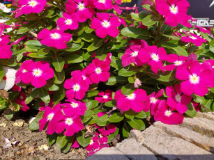 Картинка цветы катарантусы катарантус