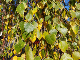 Картинка природа листья берёза