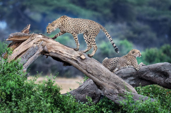 Картинка животные гепарды