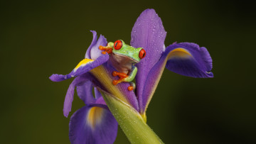 Картинка животные лягушки лягушка