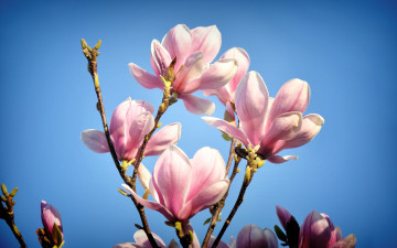 Картинка цветы магнолии ветки небо