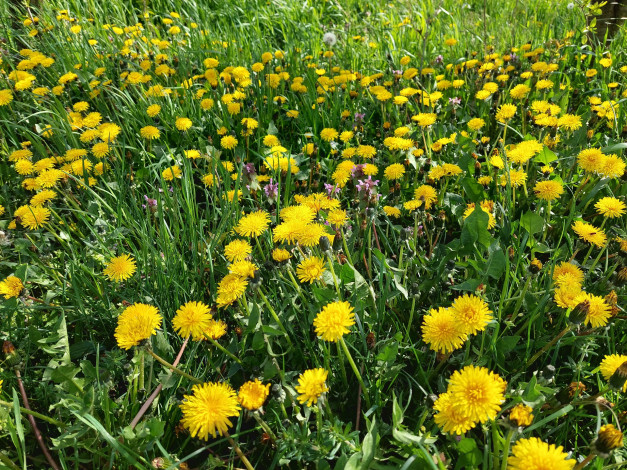 Обои картинки фото цветы, одуванчики