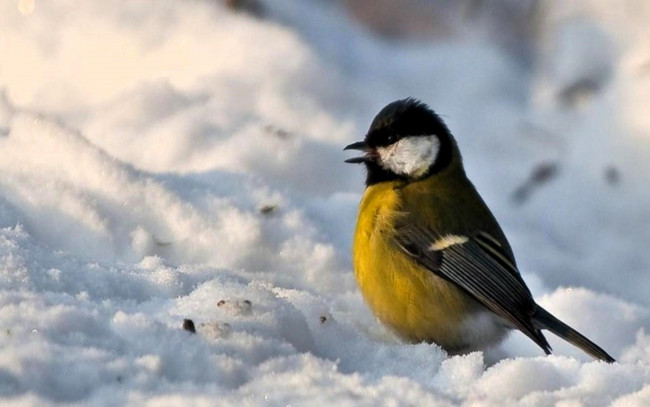 Обои картинки фото животные, синицы,  лазоревки, синица, снег