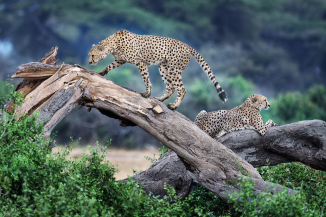 Обои картинки фото животные, гепарды