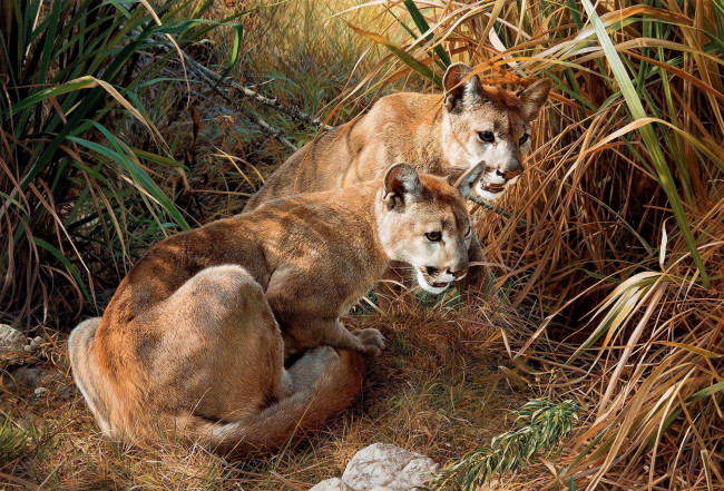 Обои картинки фото рисованное, животные,  пумы, пумы, пара, трава, камыши