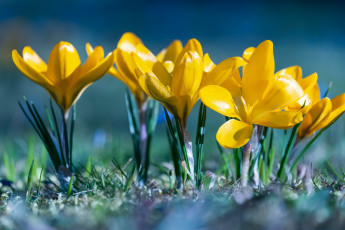 обоя цветы, крокусы
