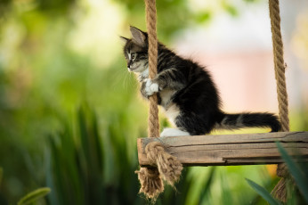 Картинка животные коты кот кошка котёнок