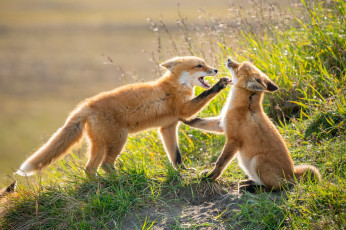 Картинка животные лисы лисята