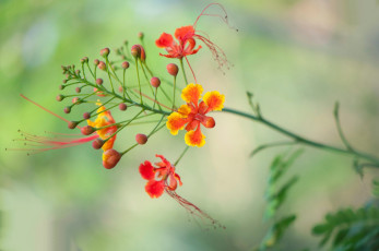 обоя цветы, цветочки