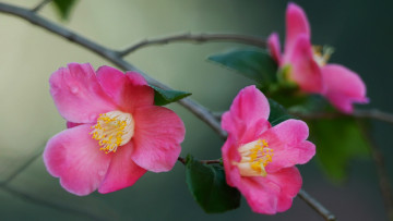 обоя цветы, камелии, розовые, ветка