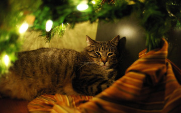 Картинка животные коты кот прищур ёлка гирлянда