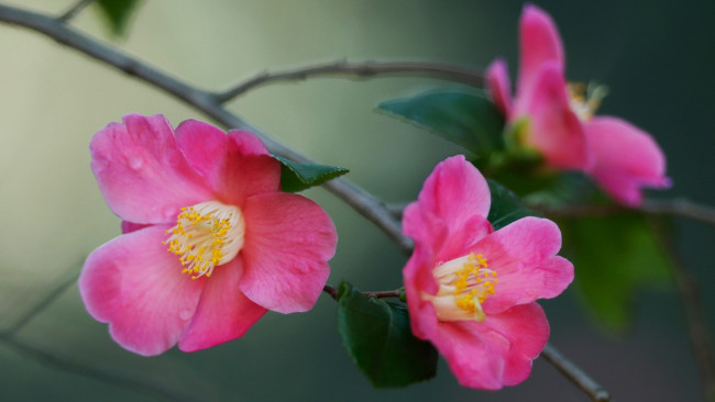 Обои картинки фото цветы, камелии, розовые, ветка