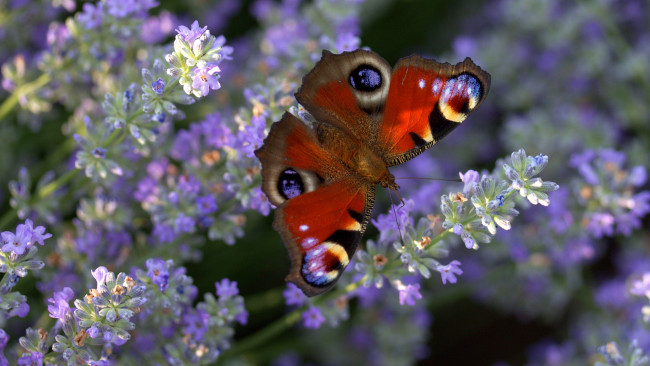 Обои картинки фото животные, бабочки,  мотыльки,  моли, цветы