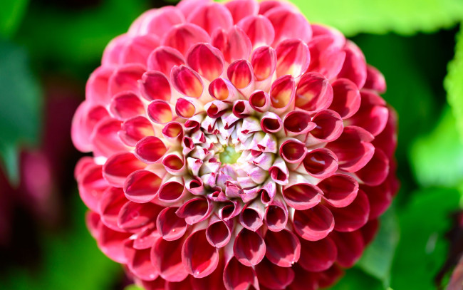 Обои картинки фото цветы, георгины, розовый, георгин, макро