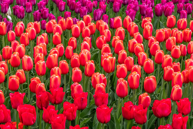 Обои картинки фото цветы, тюльпаны