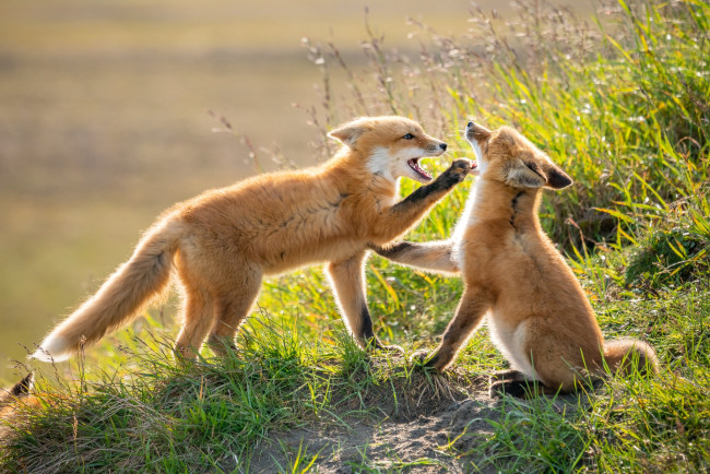 Обои картинки фото животные, лисы, лисята