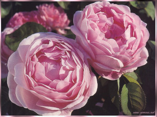 Картинка цветы розы