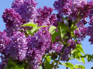 обоя цветы, сирень