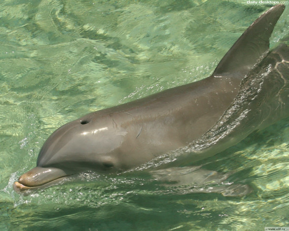 Обои картинки фото животные, дельфины